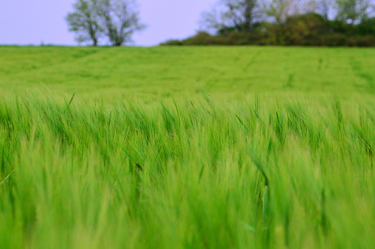 lawn  field  meadow free photo