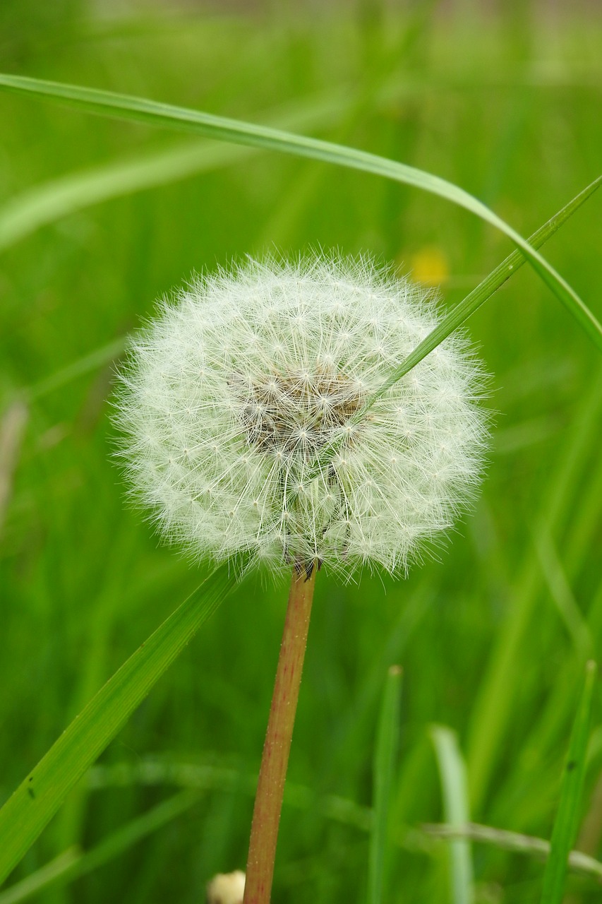 lawn  nature  plant free photo