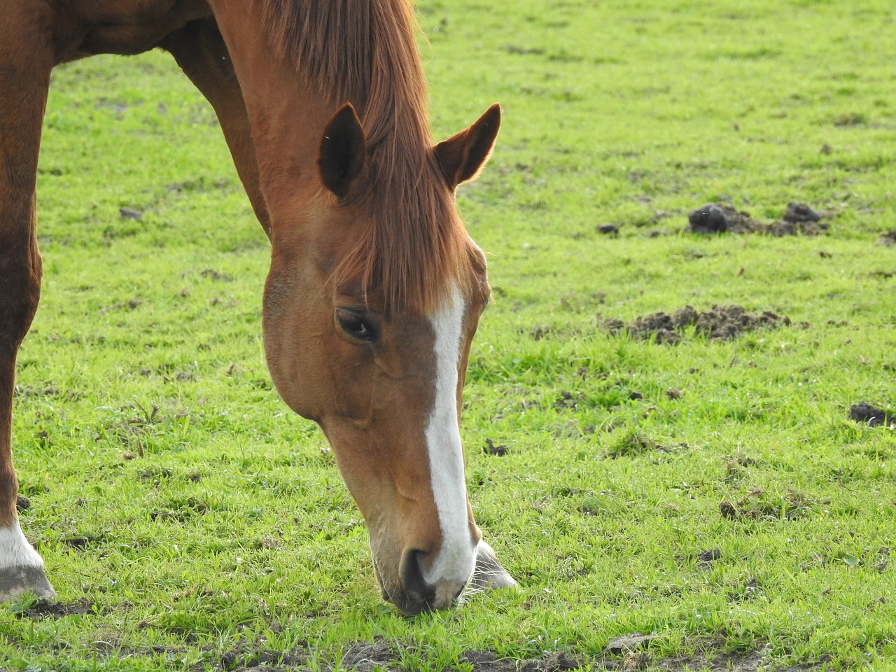 lawn  mammals  pasture land free photo