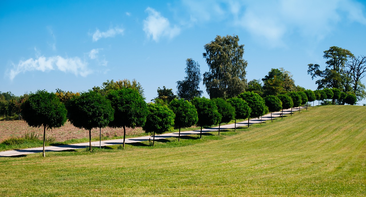 lawn  tree  nature free photo