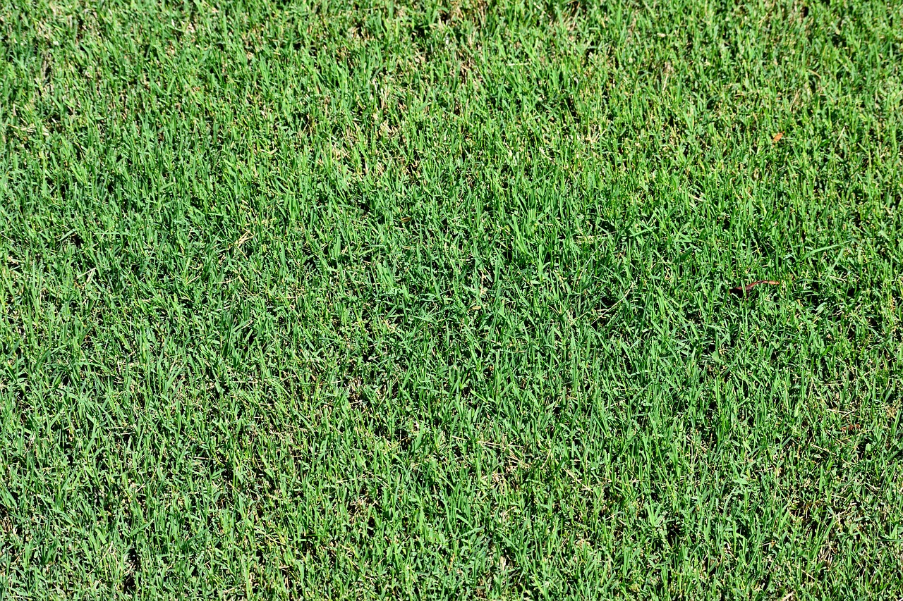 lawn  grass  green free photo