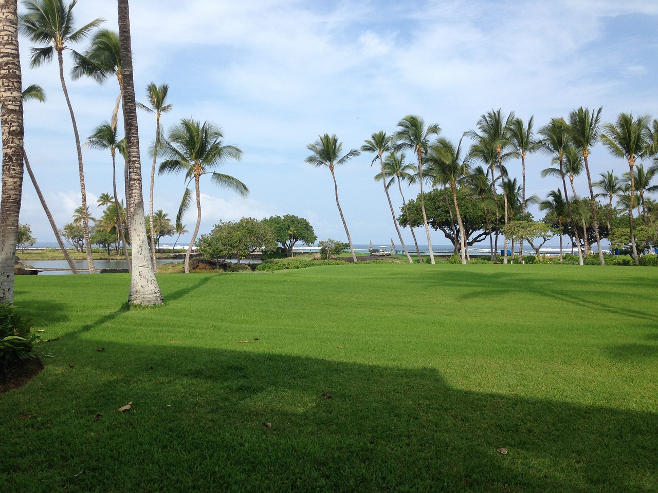 lawn palm trees landscapes free photo