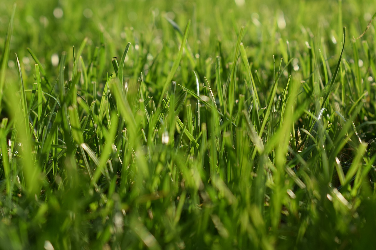 lawn  nature  green free photo