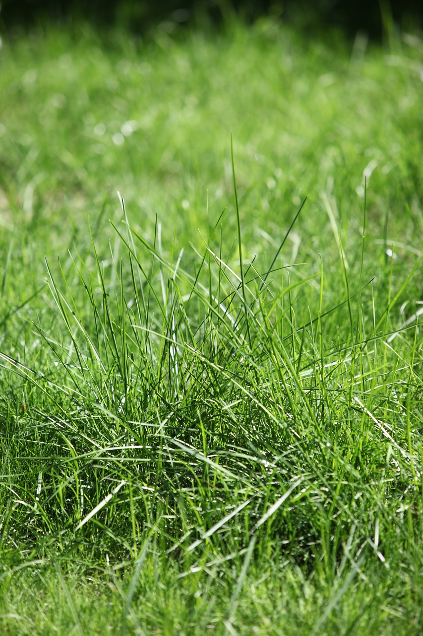 lawn grass summer free photo