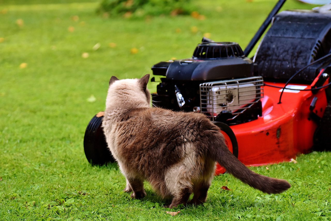 lawn mower cat curious free photo