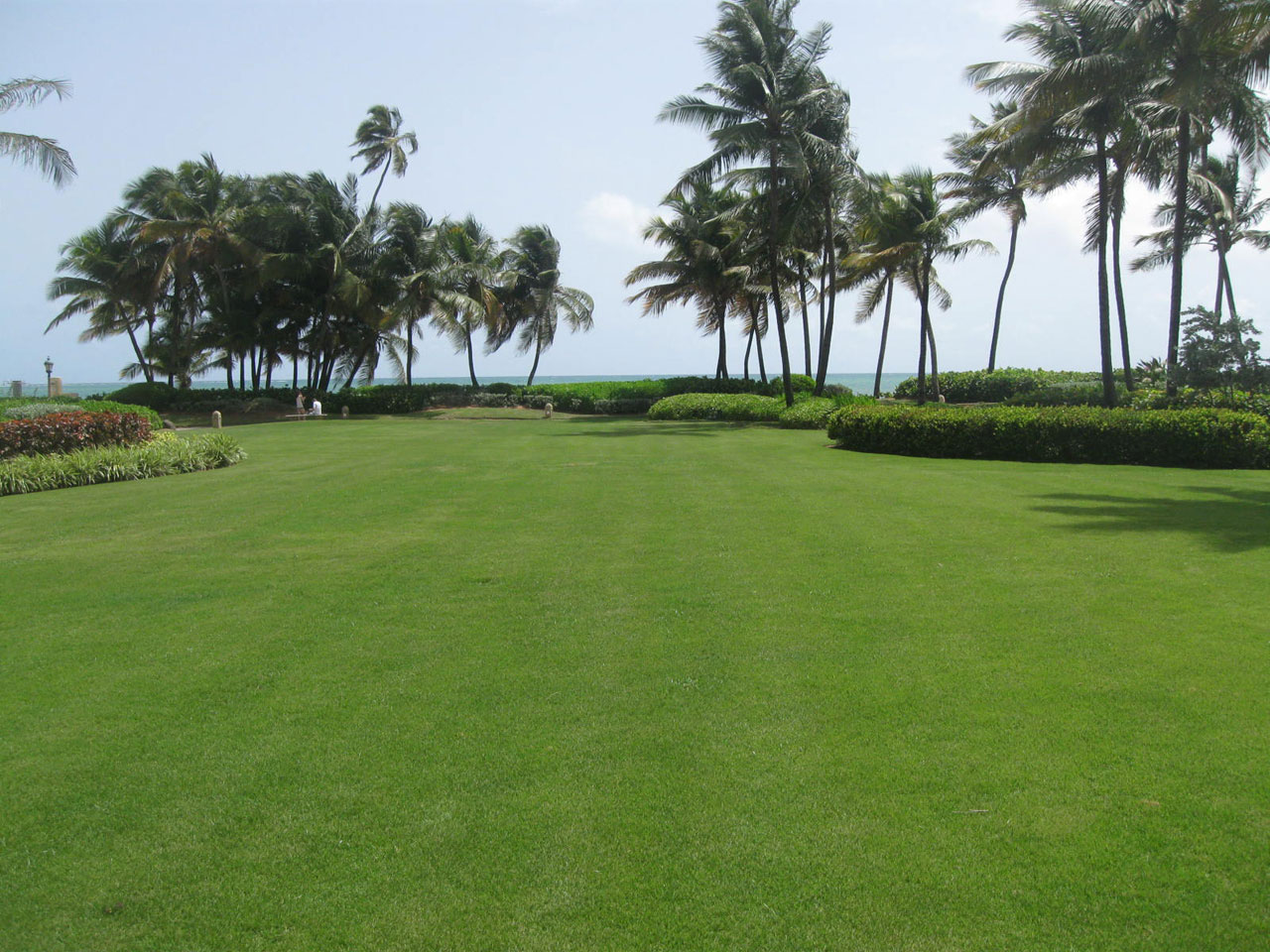 grassy lawn caribbean free photo