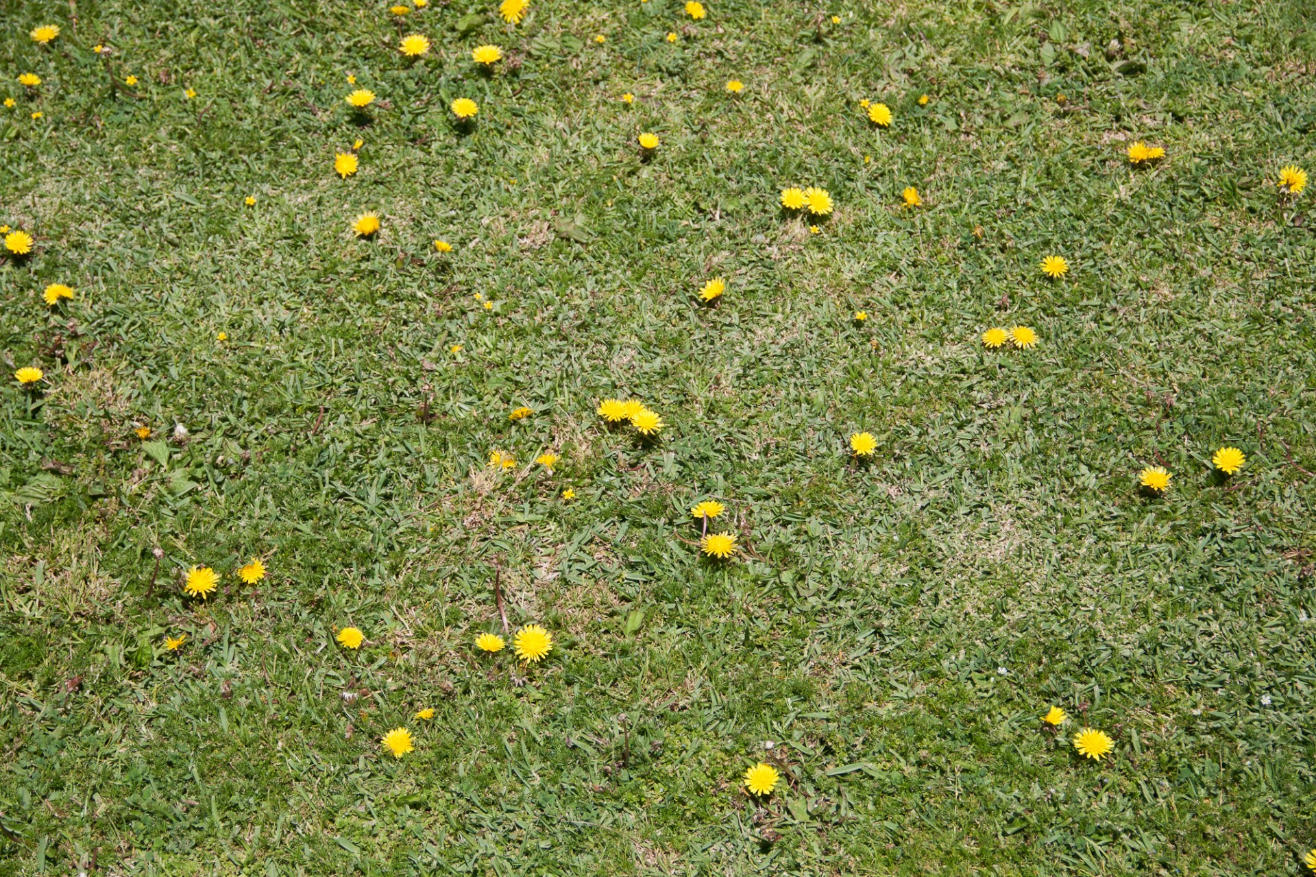 grass dandelion weed free photo