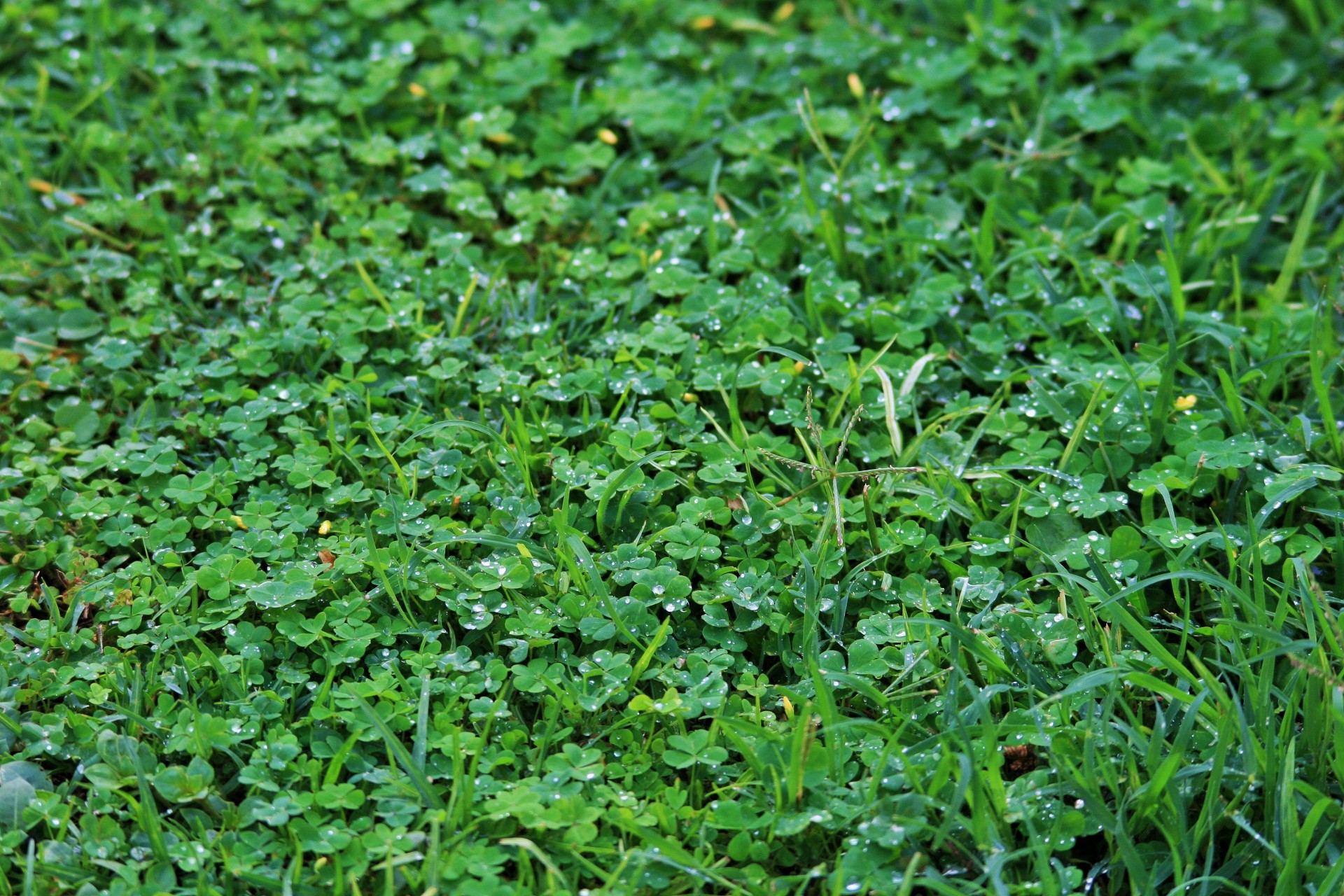 lawn grass green free photo