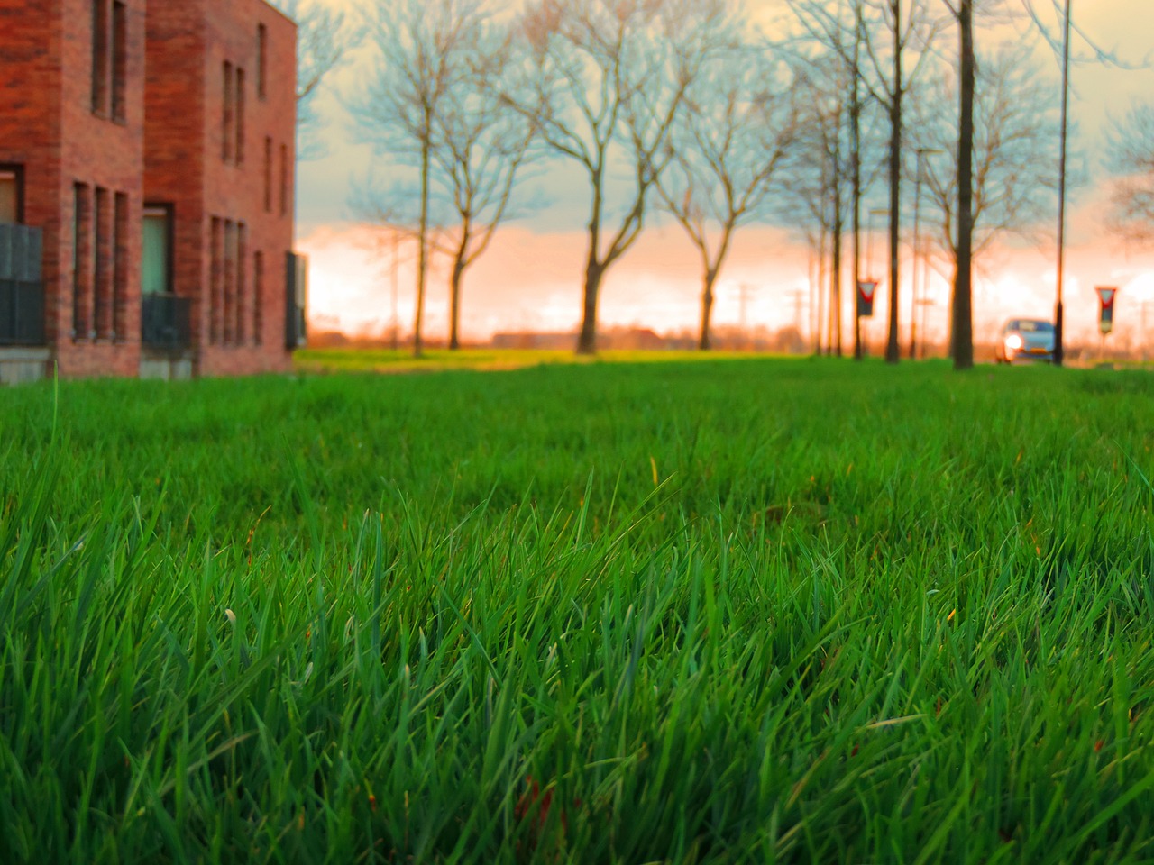 lawns grasses greenery free photo