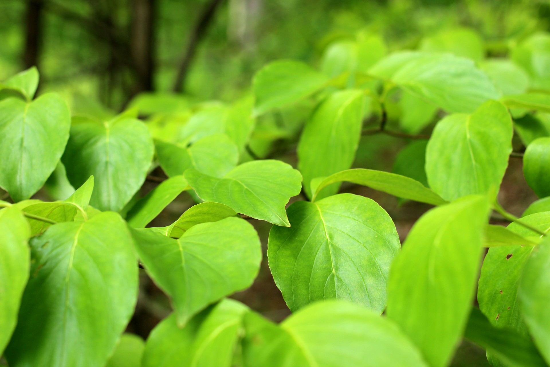 leaves green bright green free photo