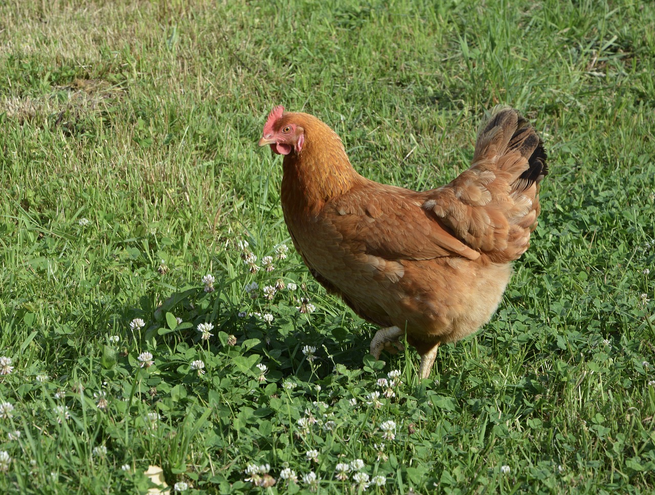 laying hen red hen domestic animal free photo
