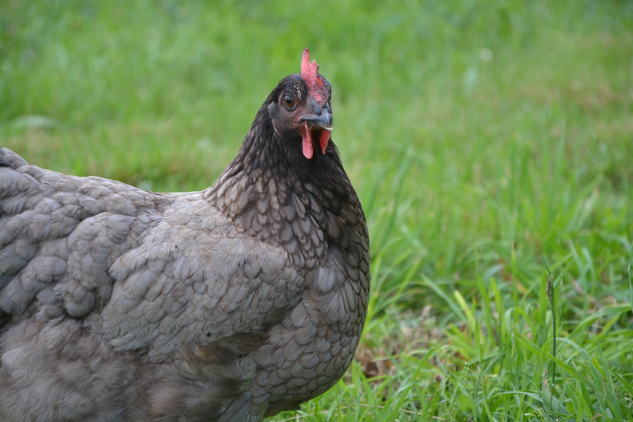 laying hen grey ash farm free photo