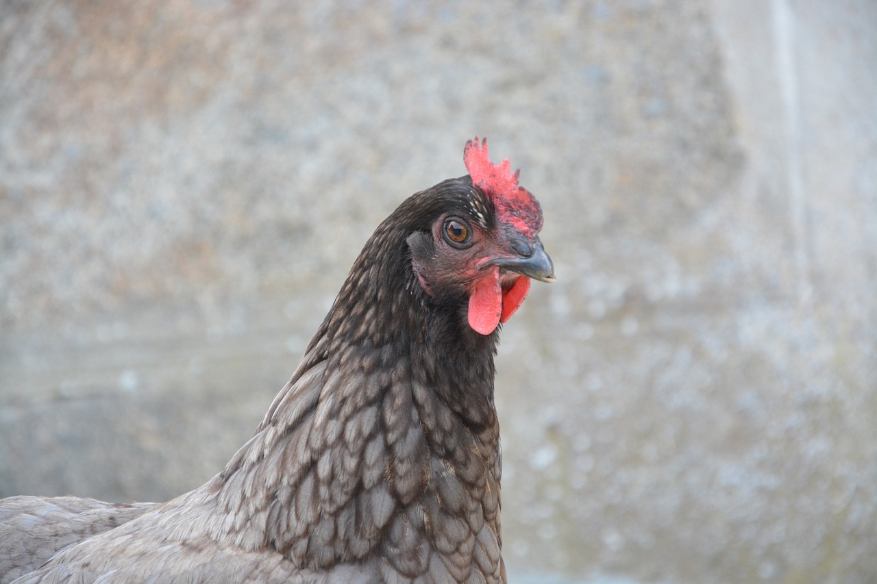 laying hen gray profile free photo