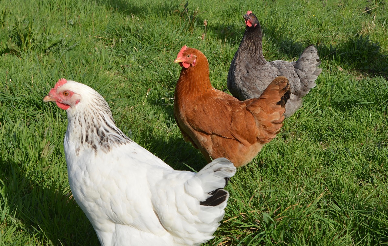 laying hens white hen sussex red hen free photo