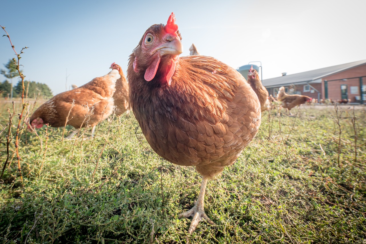 laying hens  hen  poultry free photo