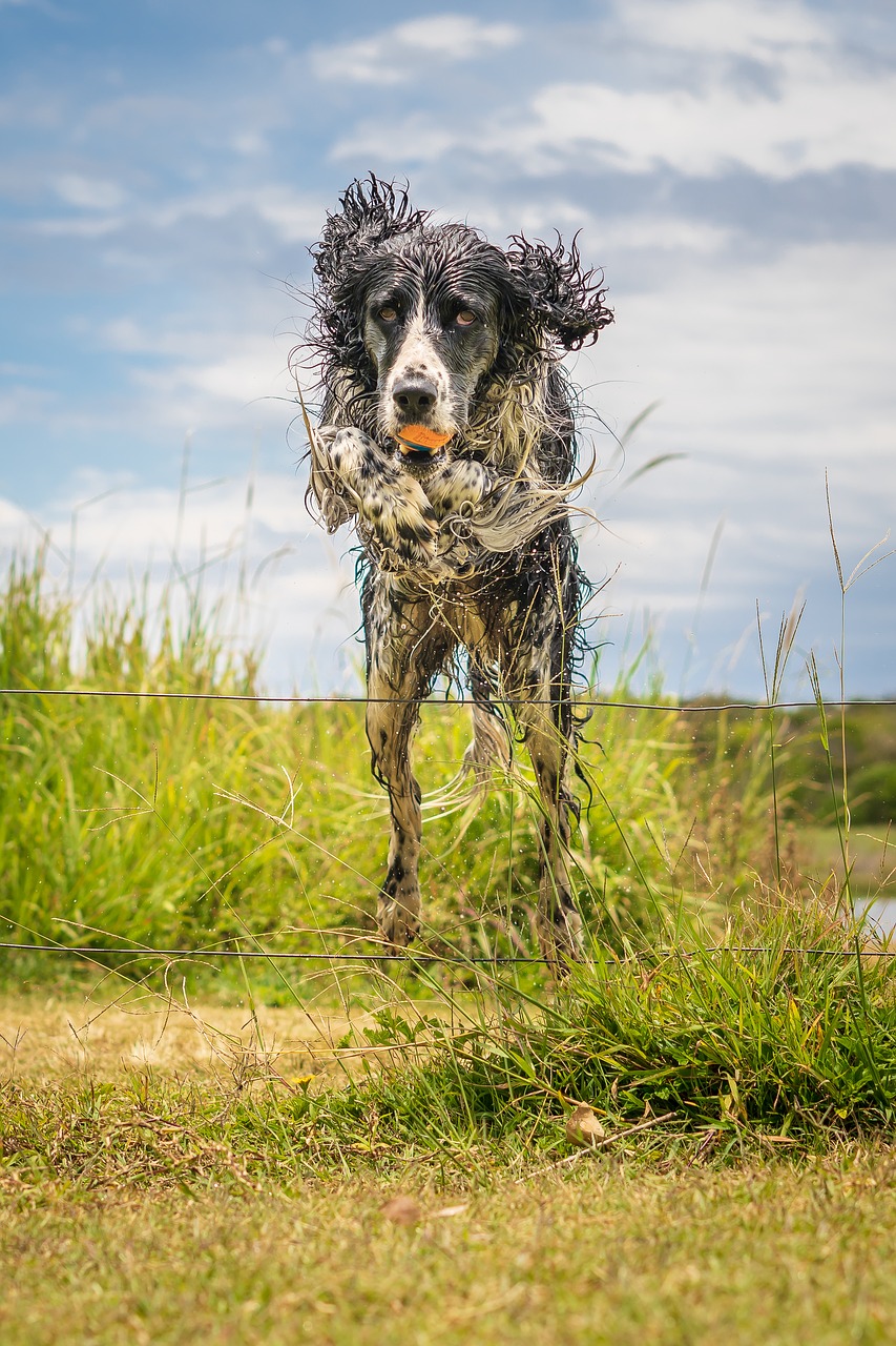 layla  springer spaniel  dog free photo