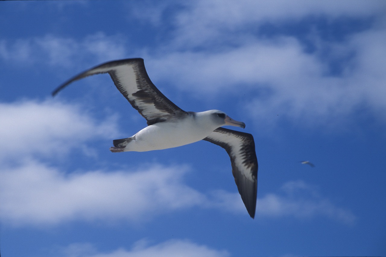 laysan albatross seabird bird free photo