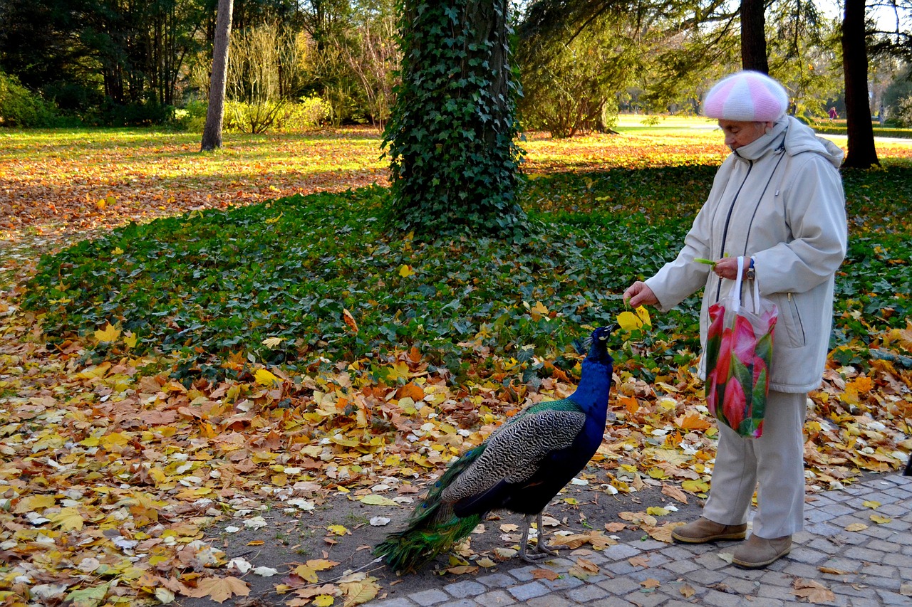 lazienki park poland park free photo