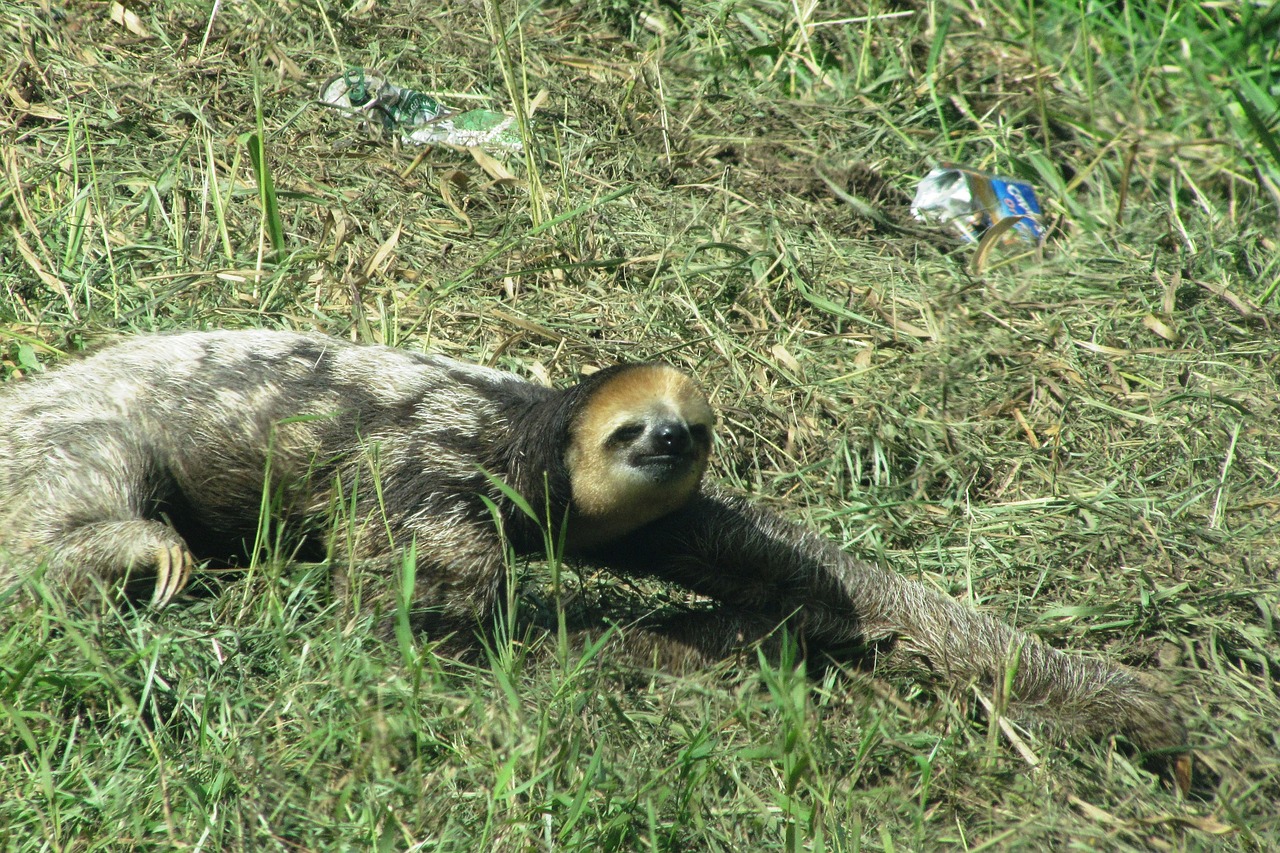 lazy guyana wild animal free photo