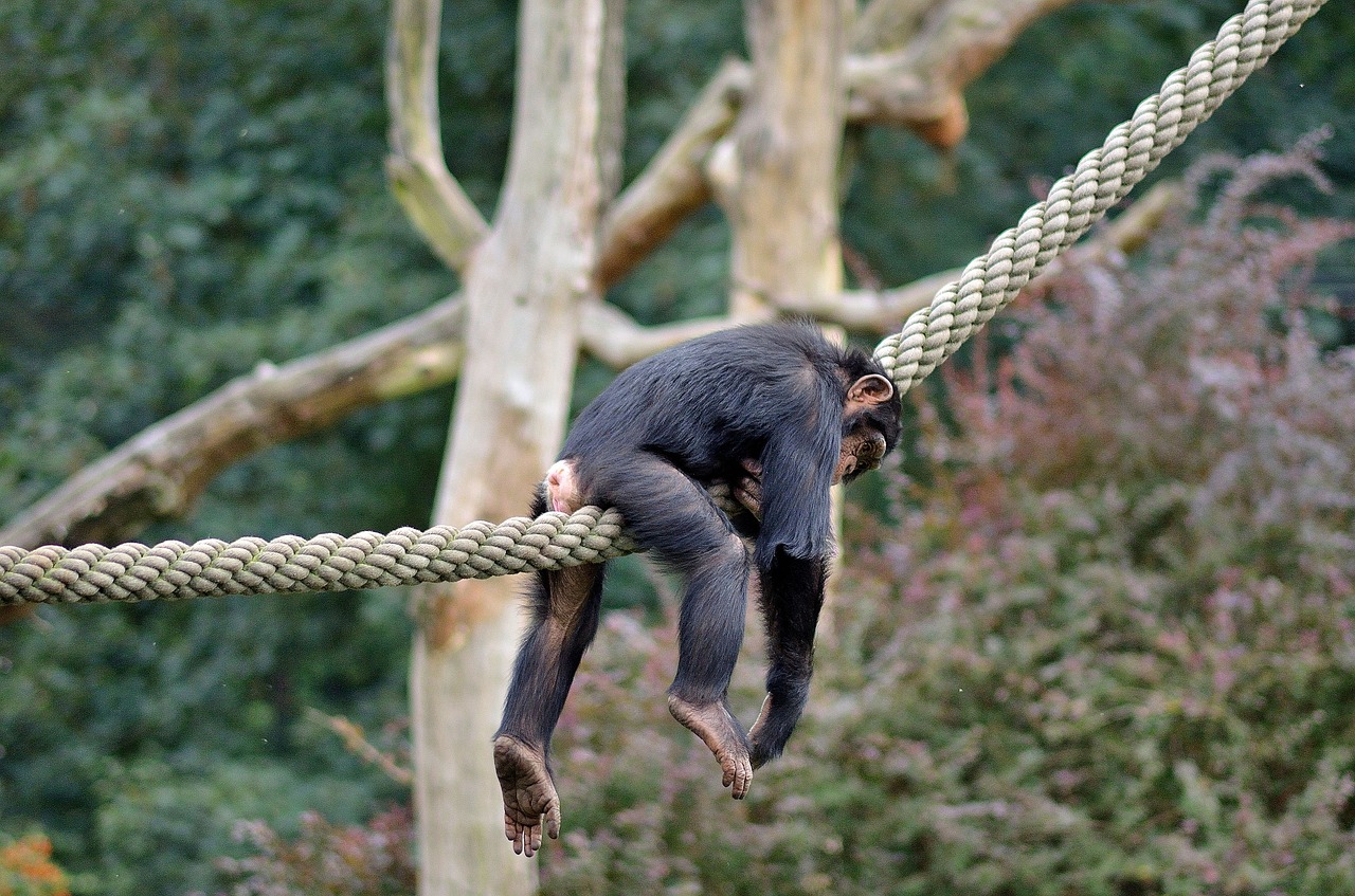 lazy  monkey  zoo free photo