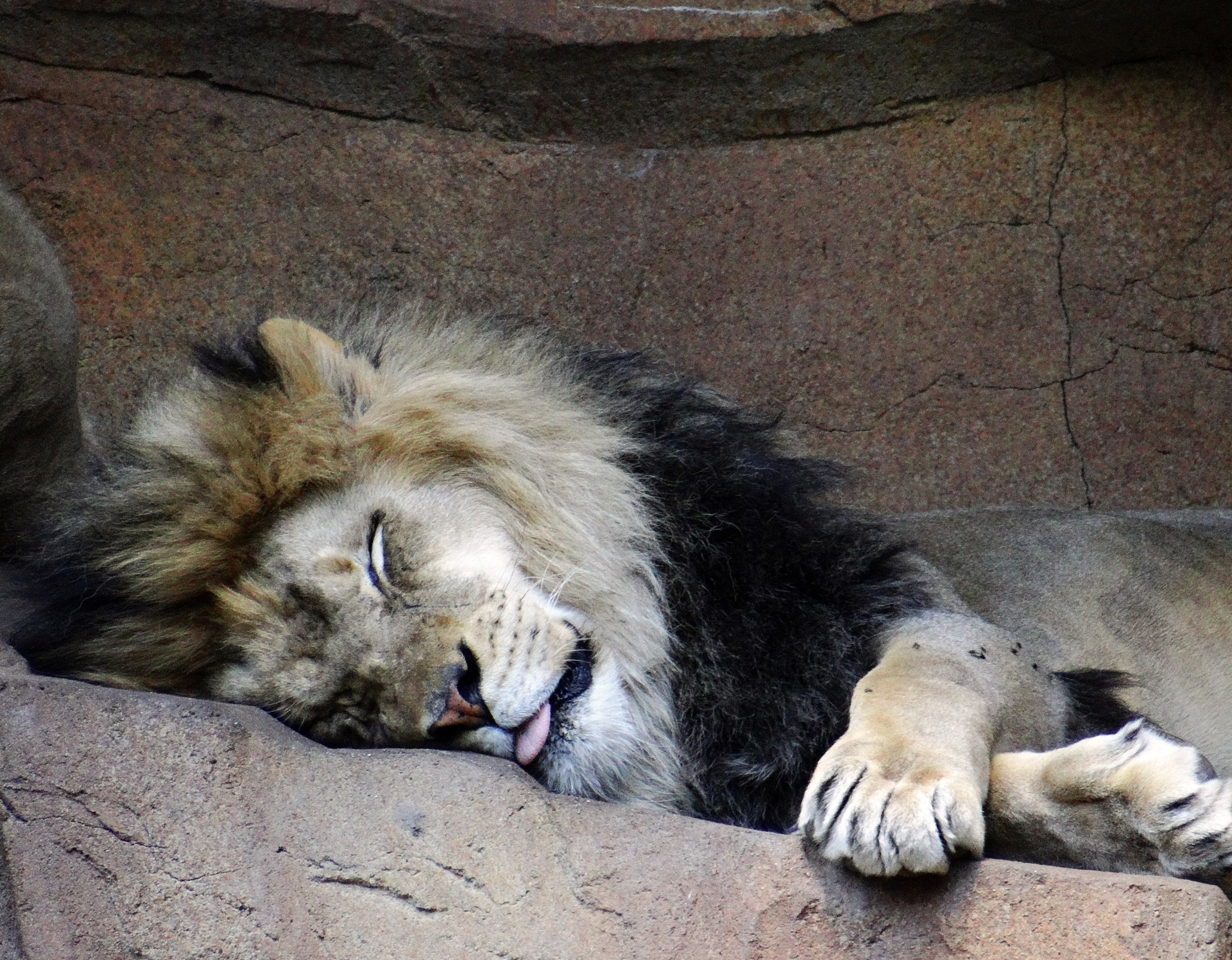 lion lazy sleeping free photo