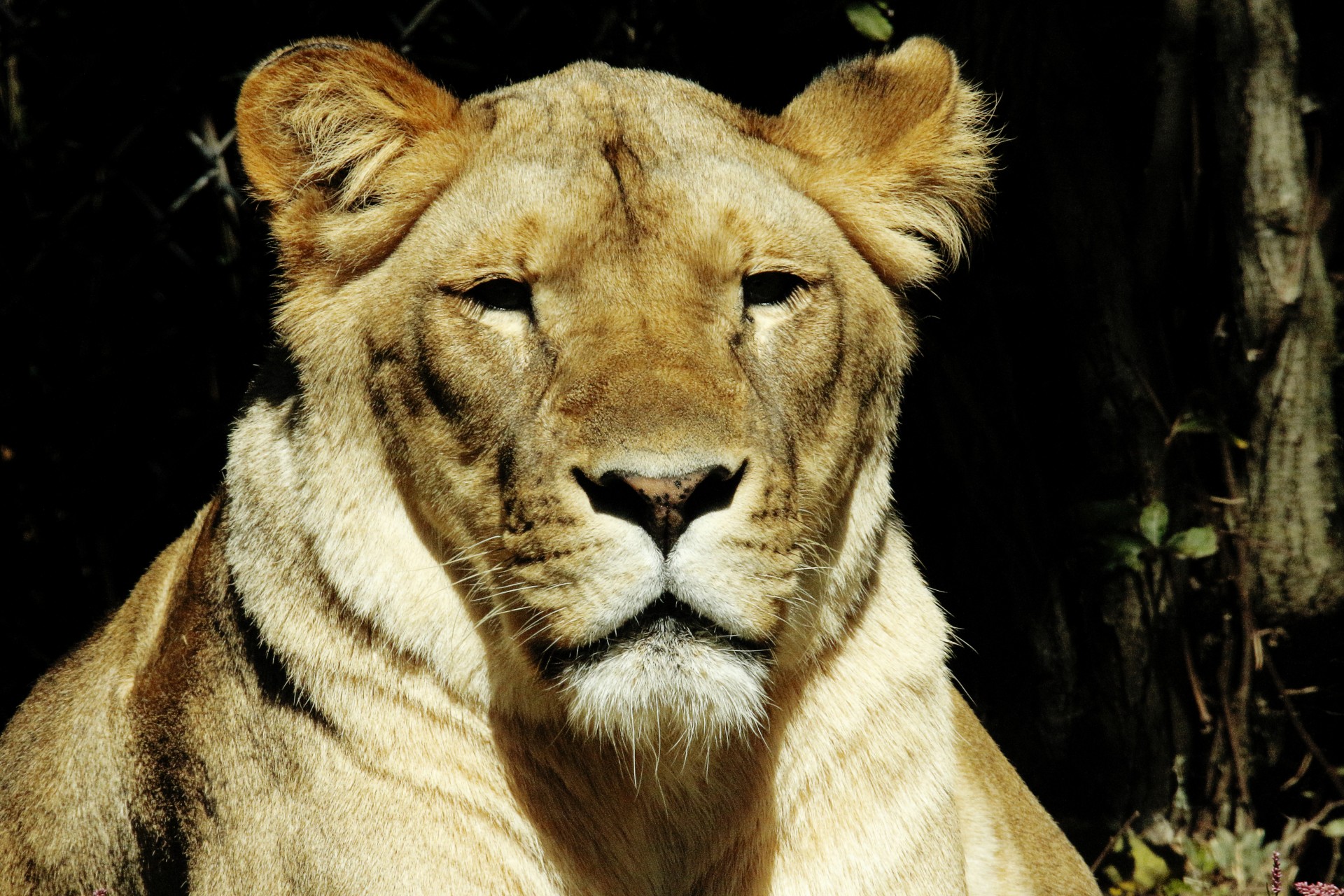 lion lioness big cat free photo
