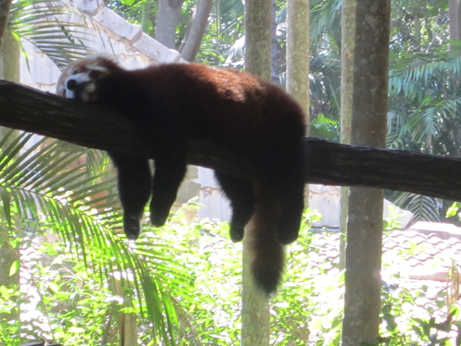 red panda lazy sleepy free photo