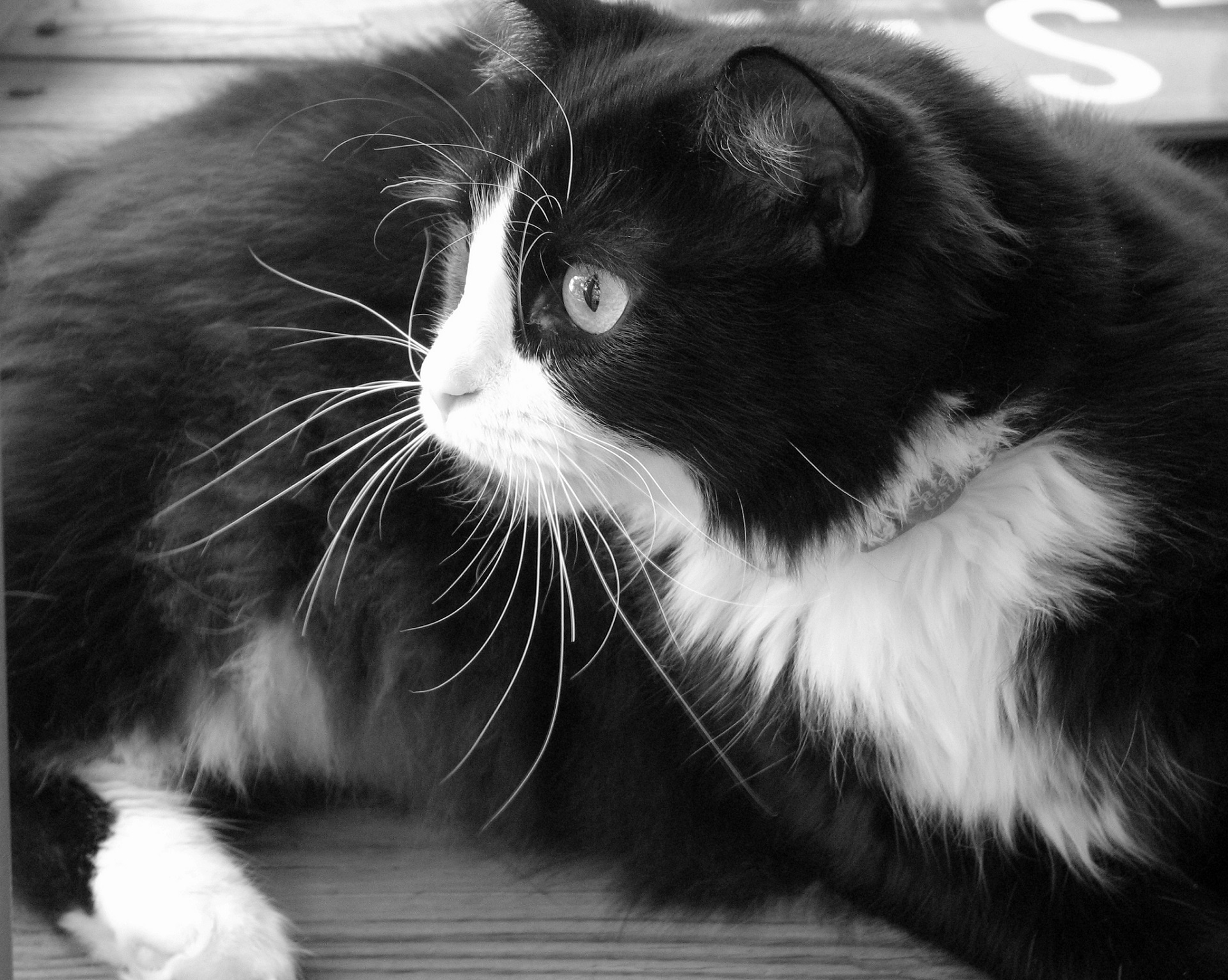 cat feline tuxedo free photo