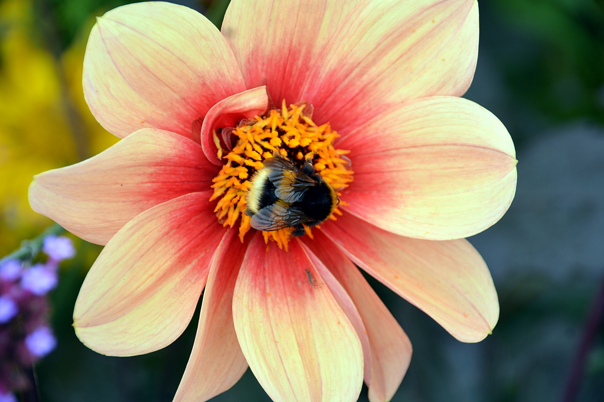 flower bumblebee insect free photo