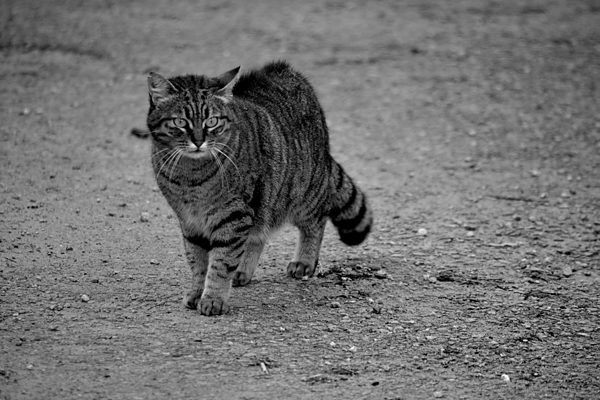 cat feline black white free photo