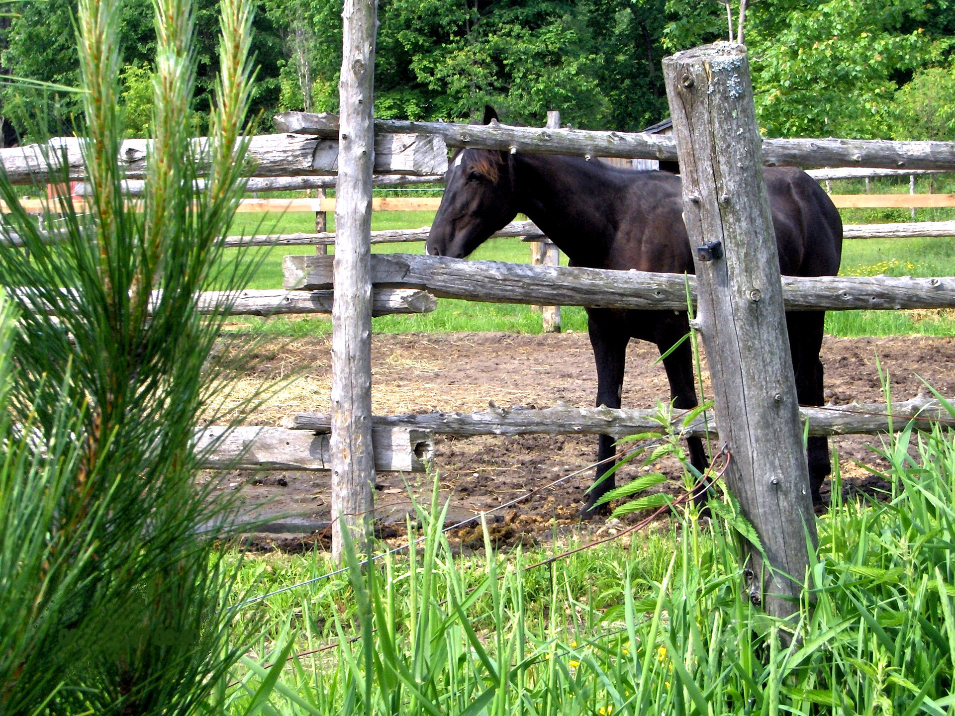 horses countryside fence free photo