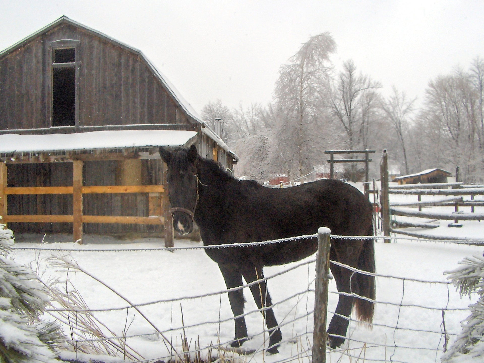 horse stables winter free photo