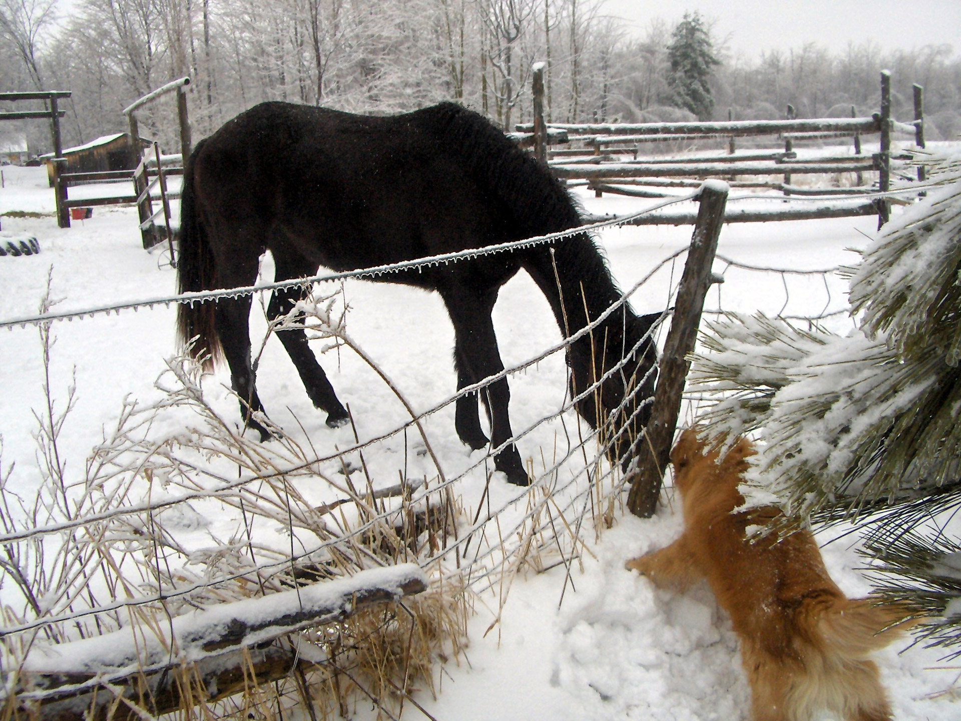 dog golden retriever horse free photo