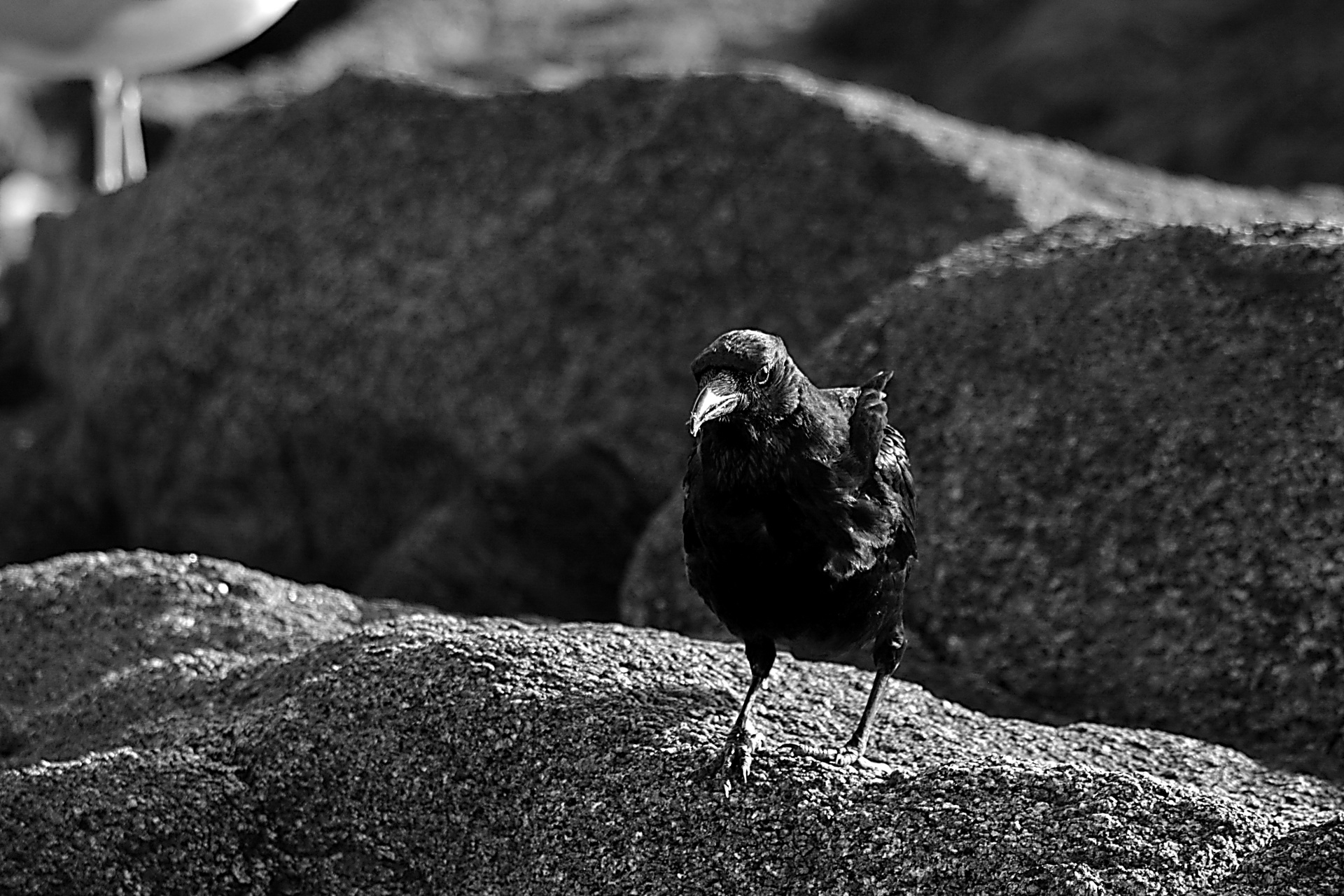 raven rocks animal free photo