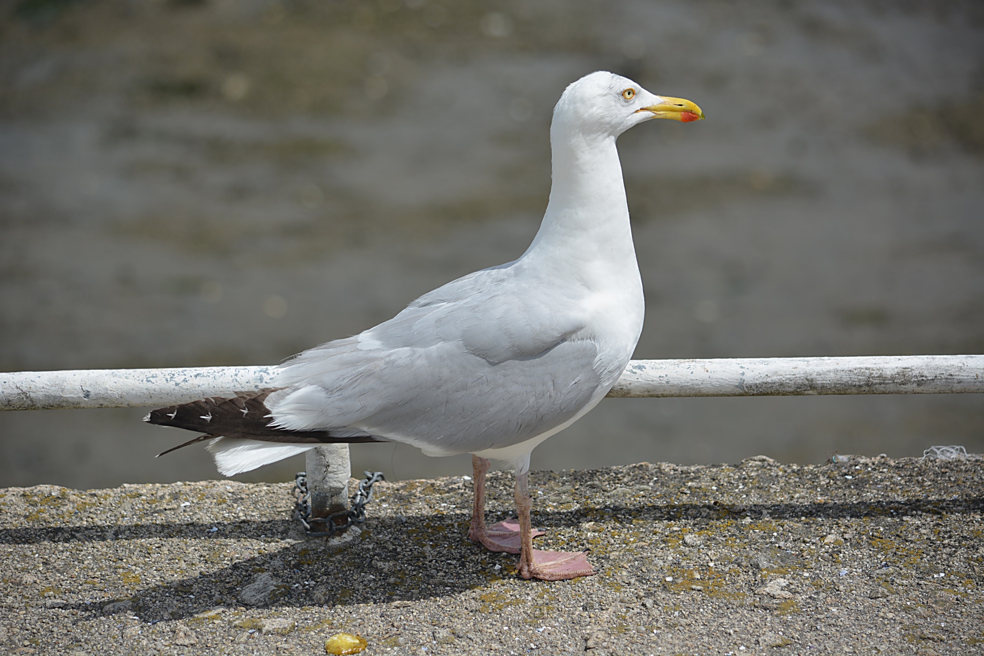 bird gull wildlife free photo