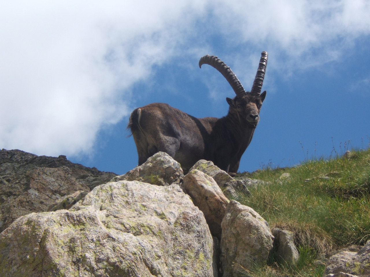 animal rock ibex free photo