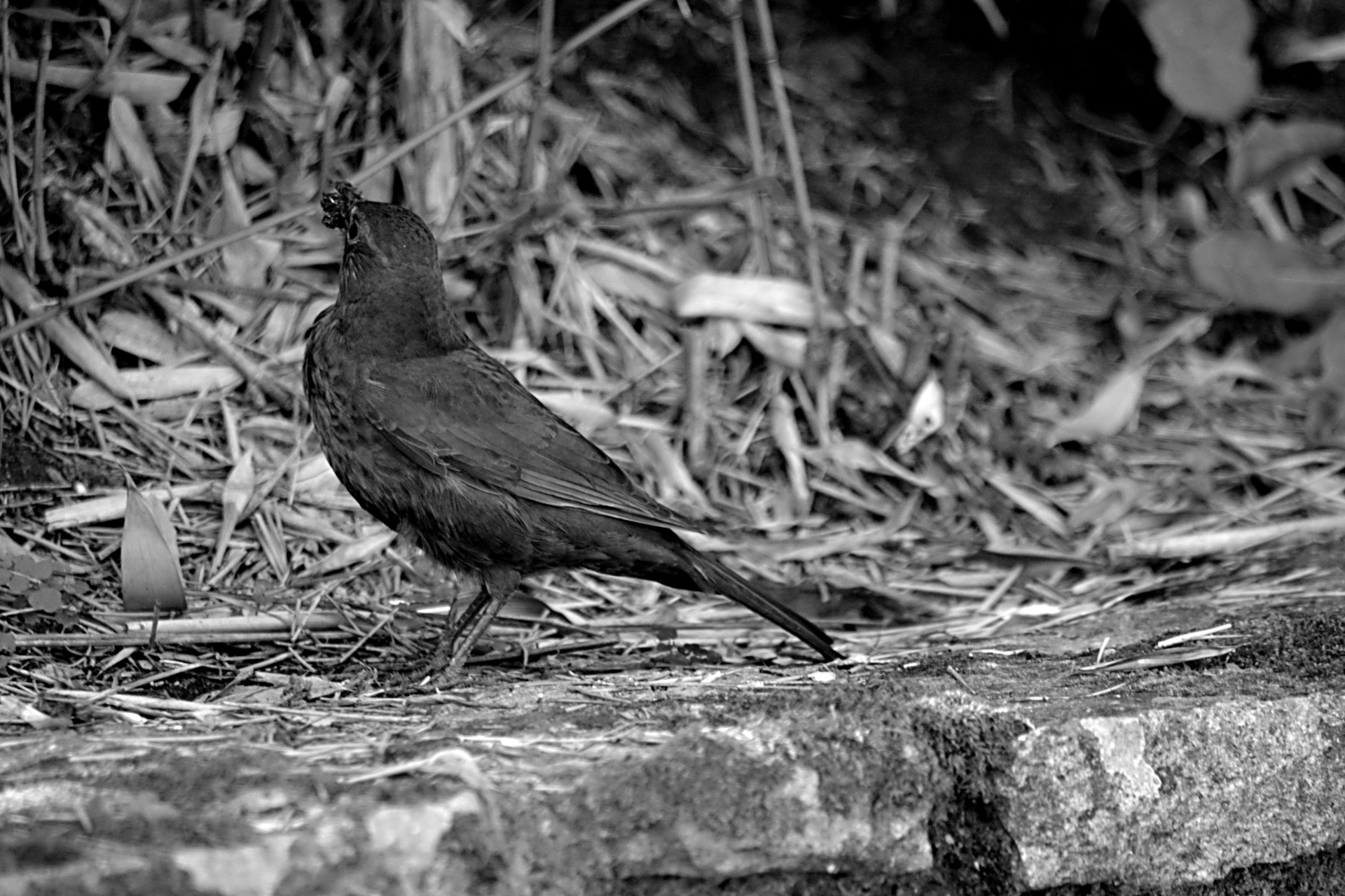 bird blackbird wildlife free photo