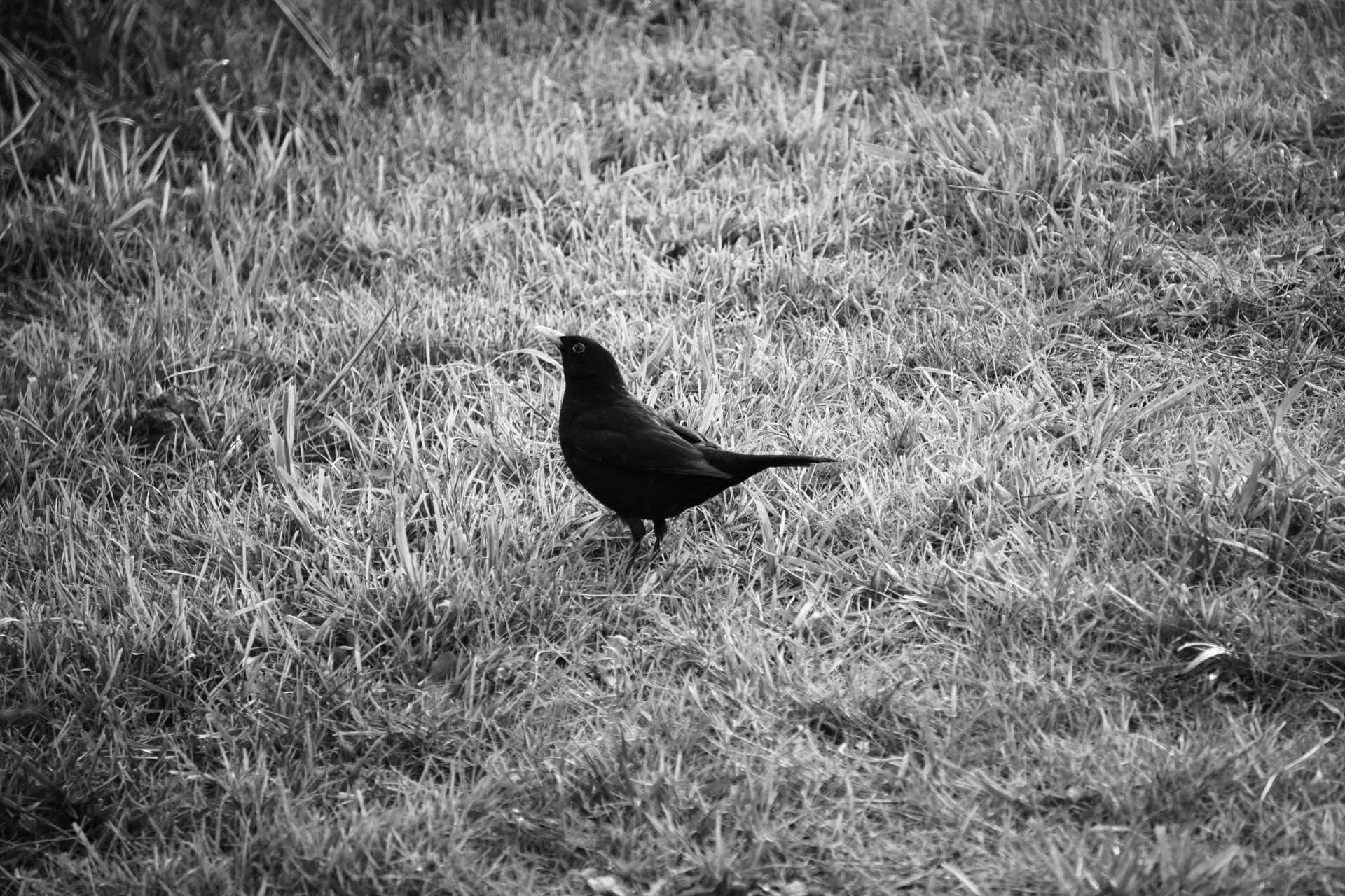 bird blackbird black free photo