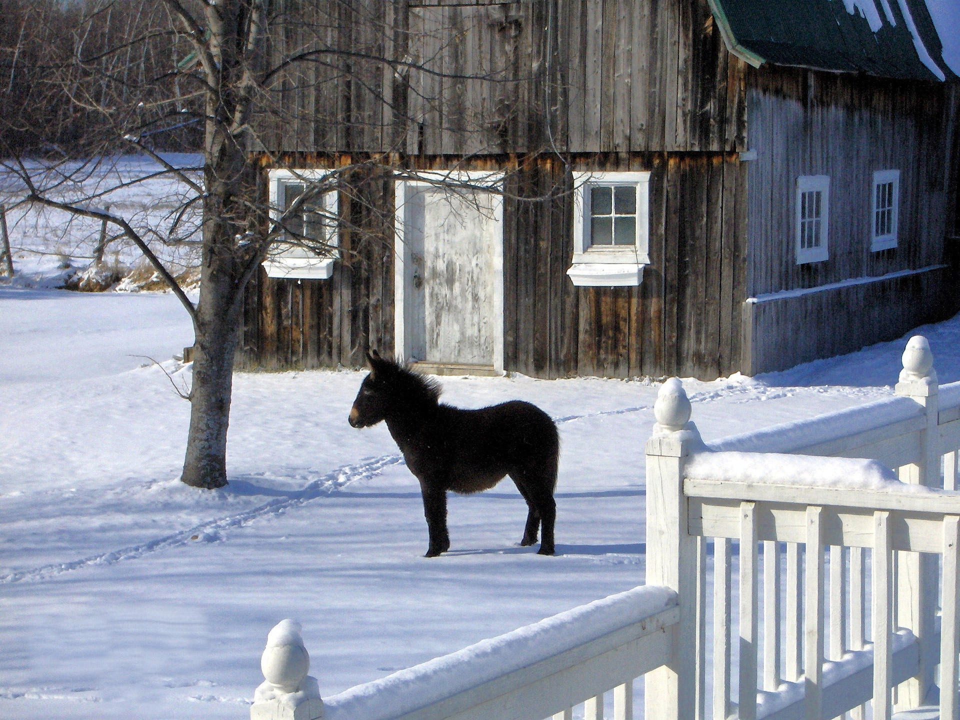 mule barn winter snow free photo