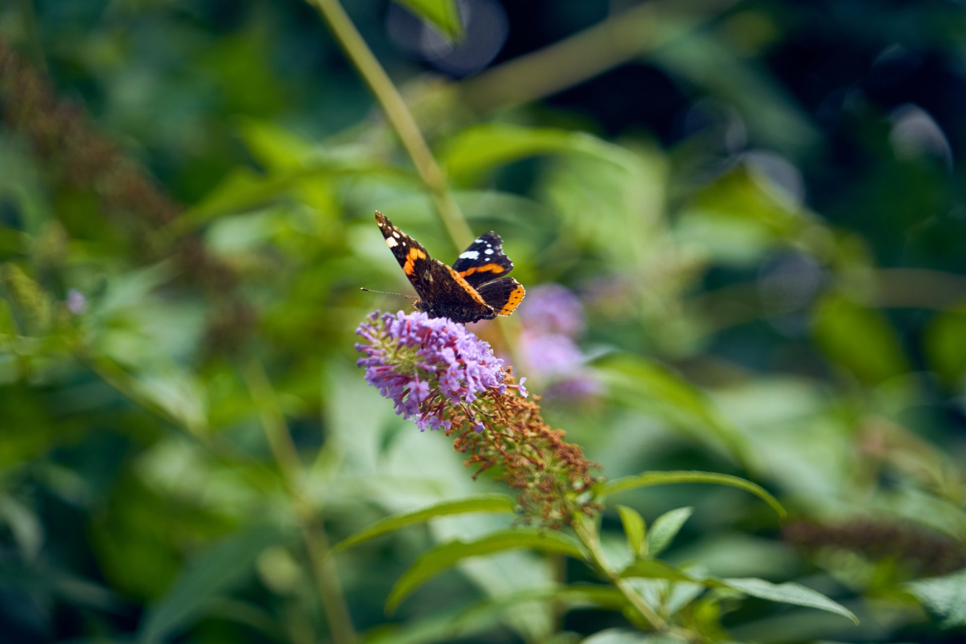 butterfly flower insect free photo