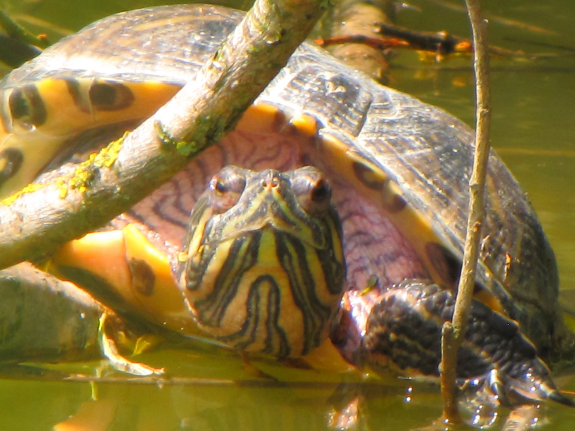 turtle animal park free photo