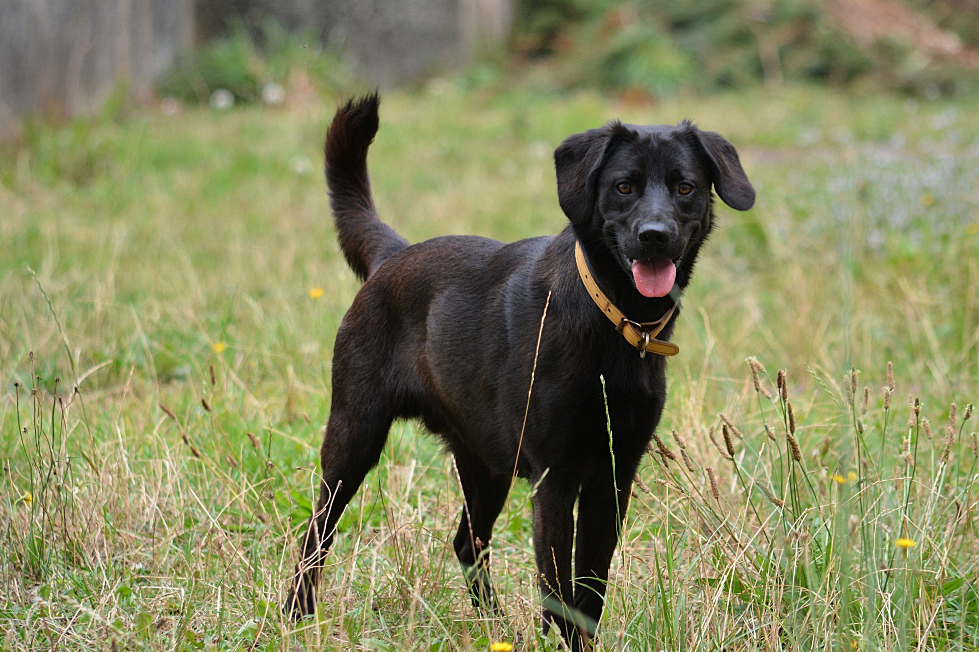 dog retriever canine free photo