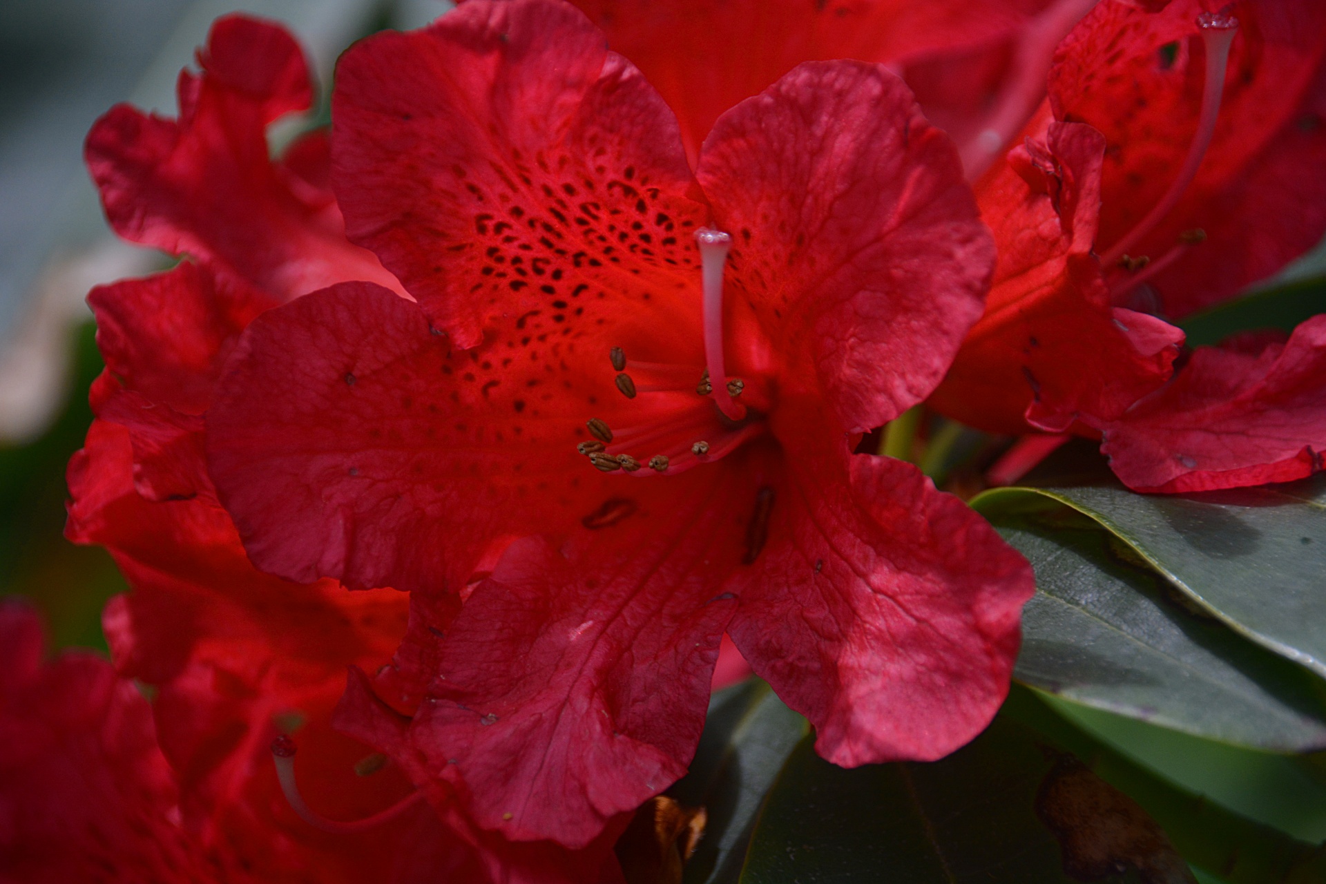 rhododendron flower flora free photo
