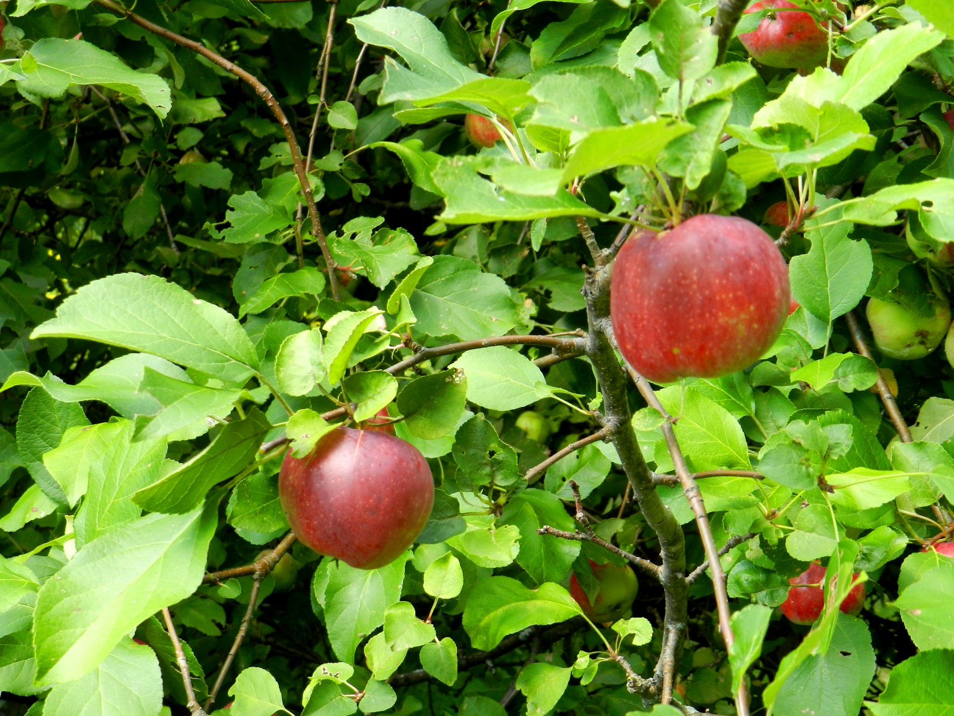 apple tree fruit apple season (1) free photo