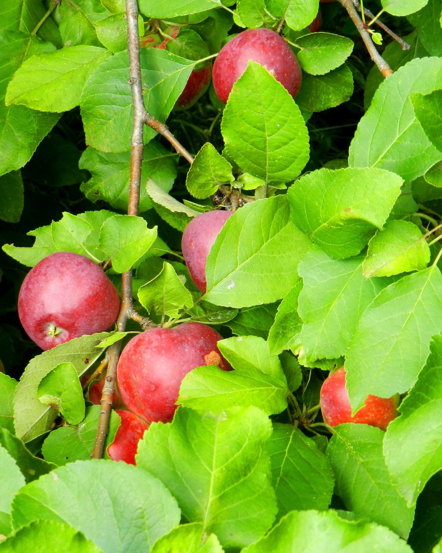 apple tree fruit apple season (3) free photo