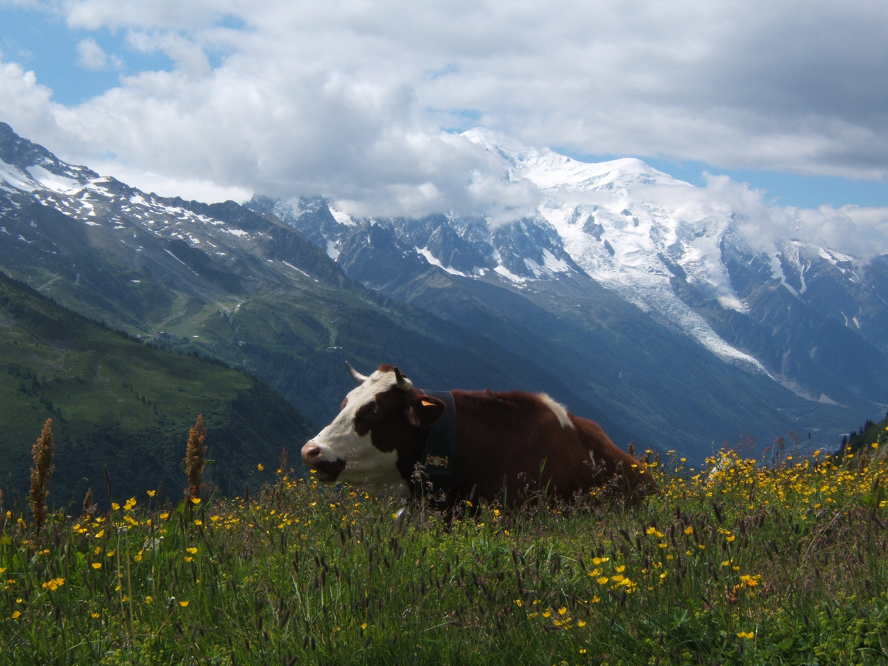 cow animal mountain free photo