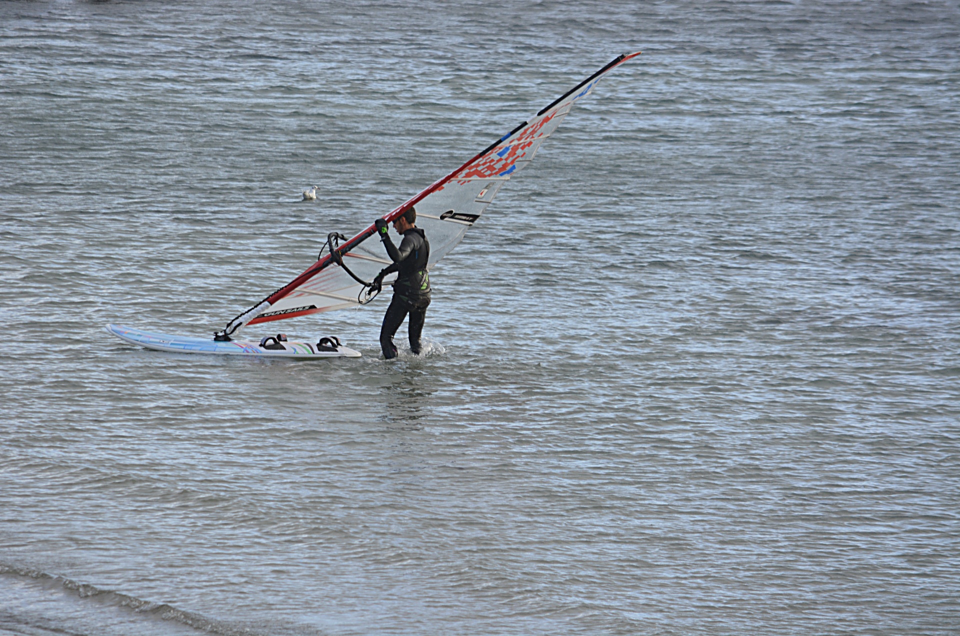windsurfing sport leisure free photo