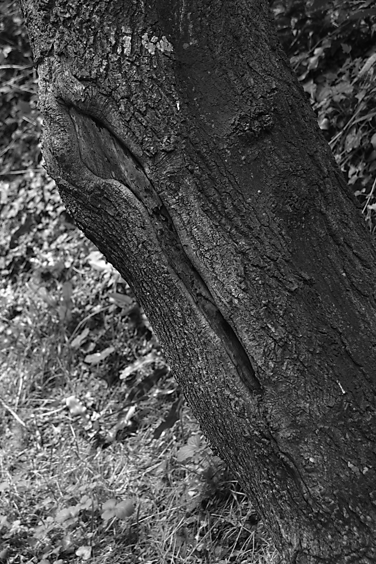 tree black white wood free photo