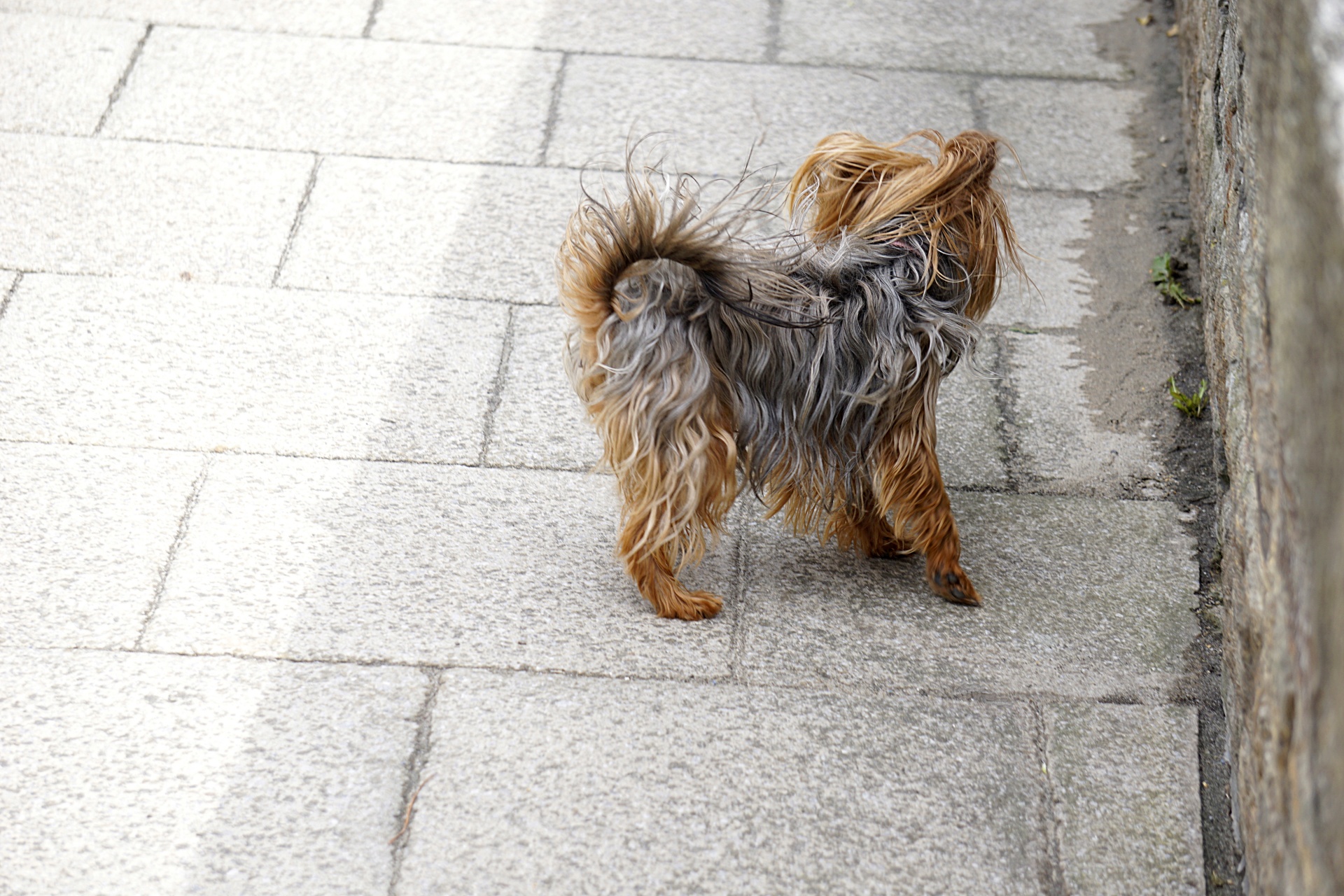 dog yorkshire canine free photo