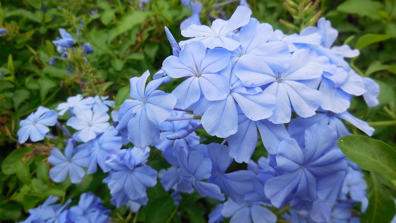 leadwort flower blue free photo